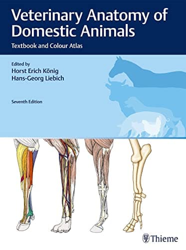 Veterinary Anatomy of Domestic Animals cover